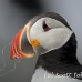 puffin_atlantic_msi_h_1005_can0837.jpg